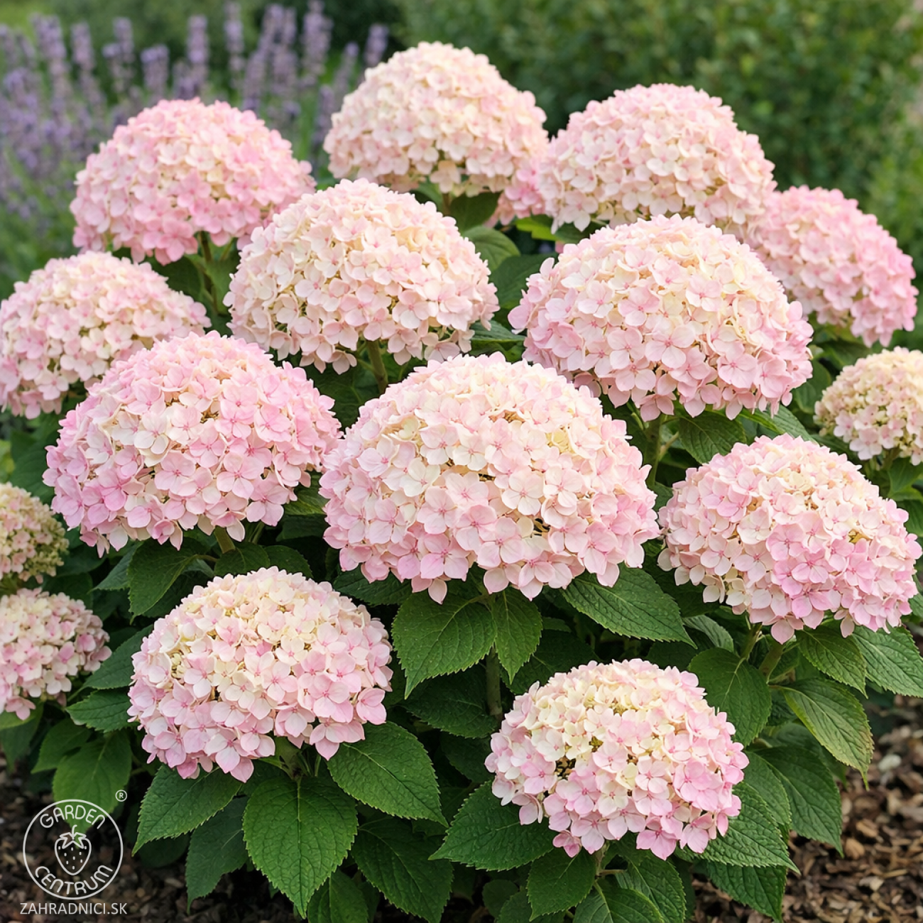 Obrázok Hortenzia stromčekovitá (Hydrangea arborescens) ´CANDYBELLE® MARSMALLOW´ - výška 30-50 cm, kont. C2L